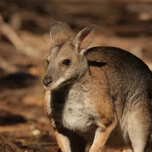 Black-striped Wallaby 4903 Black-striped Wallaby 4903