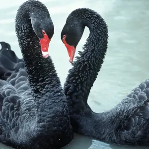 BLACK SWANS - two displaying BLACK SWANS - two displaying