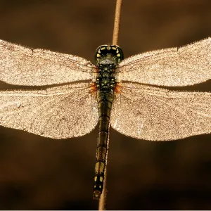 BLACK SYMPETRUM DRAGONFLY BLACK SYMPETRUM DRAGONFLY