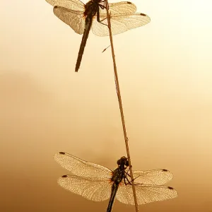 BLACK SYMPETRUM DRAGONFLY X2 BLACK SYMPETRUM DRAGONFLY X2