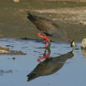 Black-tailed NATIVE HEN - in sewage ponds