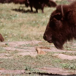Black-tailed PRAIRIE DOG and American BISON / American Black-tailed PRAIRIE DOG and American BISON / American