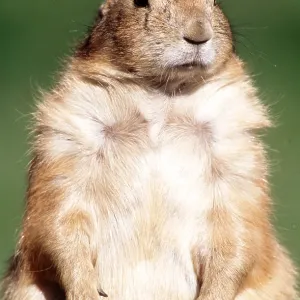 Black-tailed PRAIRIE DOG - close-up, upright Black-tailed PRAIRIE DOG - close-up, upright