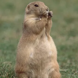 Black-tailed PRAIRIE DOG - eating food held in hands Black-tailed PRAIRIE DOG - eating food held in hands