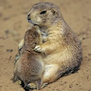Black-tailed Prairie Dog - mother playing with baby Black-tailed Prairie Dog - mother playing with baby
