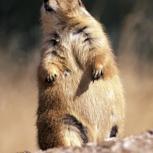 Black-tailed PRAIRIE DOG - standing Black-tailed PRAIRIE DOG - standing