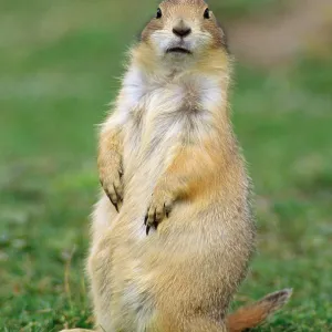 Black-tailed PRAIRIE DOG - upright Black-tailed PRAIRIE DOG - upright