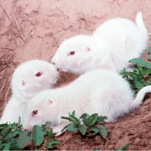 Black-tailed PRAIRIE DOG - x three albino pups Black-tailed PRAIRIE DOG - x three albino pups