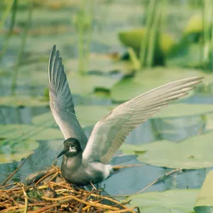 Black Tern - at nest with eggs Black Tern - at nest with eggs