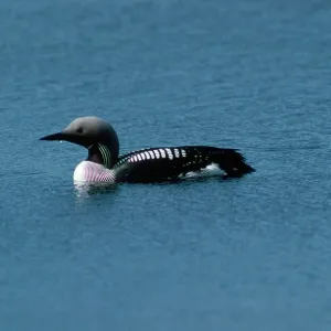 Black-throated Diver Black-throated Diver