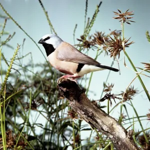 BLACK-THROATED FINCH BLACK-THROATED FINCH