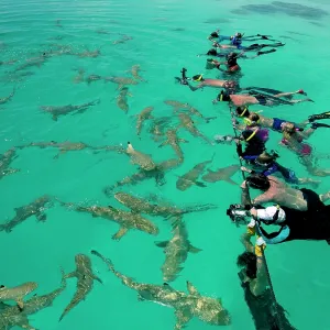Black-tip / Blacktip Reef SHARKS - gather on one Black-tip / Blacktip Reef SHARKS - gather on one