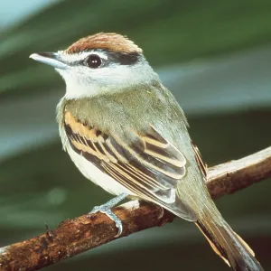 BLACK AND WHITE BECARD - Female