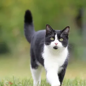 Black & White Cat Black & White Cat