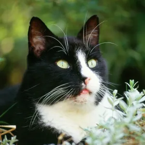 BLACK AND WHITE CAT - close-up of face BLACK AND WHITE CAT - close-up of face