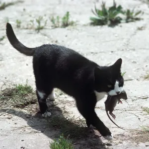 Black & white cat - with small rat in farmyard Black & white cat - with small rat in farmyard
