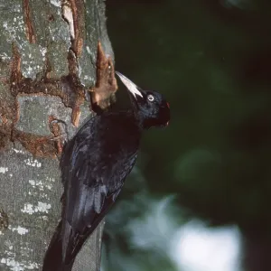 BLACK WOODPECKER - female, on tree BLACK WOODPECKER - female, on tree
