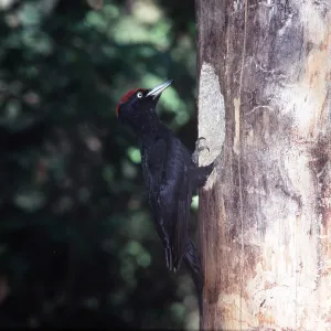 Black WOODPECKER - AT NEST Black WOODPECKER - AT NEST