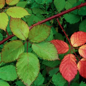 Blackberry bramble shrub in autumn Blackberry bramble shrub in autumn