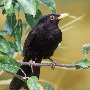 BLACKBIRD - on branch BLACKBIRD - on branch