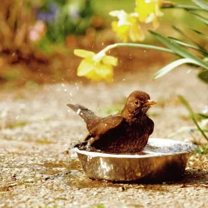 Blackbird - Female taking a bath in a dogs water basin Blackbird - Female taking a bath in a dogs water basin