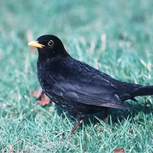 BLACKBIRD - on ground BLACKBIRD - on ground