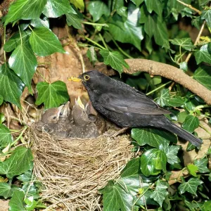 Blackbird - male with nest of young Blackbird - male with nest of young