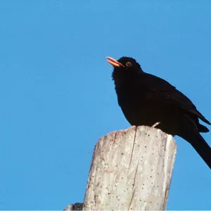 BLACKBIRD - singing BLACKBIRD - singing