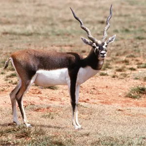 BLACKBUCK BLACKBUCK