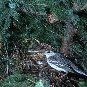BLACKPOLL WARBLER - NESTING BLACKPOLL WARBLER - NESTING