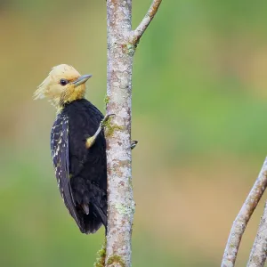 Blond Crested Woodpecker female Celeus flavescens Blond Crested Woodpecker female Celeus flavescens