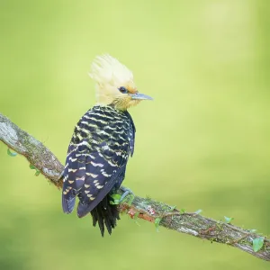 Blond Crested Woodpecker female Celeus flavescens Blond Crested Woodpecker female Celeus flavescens
