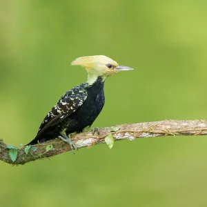 Blond Crested Woodpecker female Celeus flavescens Blond Crested Woodpecker female Celeus flavescens