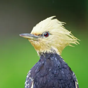 Blond Crested Woodpecker female head shot Celeus Blond Crested Woodpecker female head shot Celeus