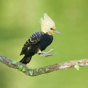 Blond Crested Woodpecker female jumping Celeus flavescens Blond Crested Woodpecker female jumping Celeus flavescens
