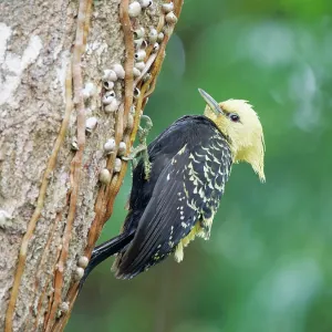 Blond Crested Woodpecker female on treetrunk Celeus Blond Crested Woodpecker female on treetrunk Celeus