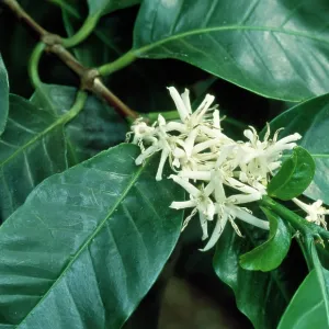 Blossoms of COFFEE PLANT Blossoms of COFFEE PLANT