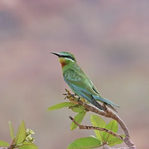 Blue-cheeked Bee-eater - perched on branch Blue-cheeked Bee-eater - perched on branch