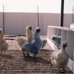 BLUE CHICKENS BLUE CHICKENS