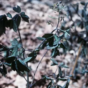 BLUE COHOSH / SNAKE ROOT BLUE COHOSH / SNAKE ROOT