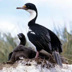 Blue-Eyed Shag - at nest with chick Blue-Eyed Shag - at nest with chick