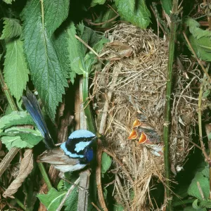 Blue / Fairy-wren / Superb Blue WREN - Male feeding Blue / Fairy-wren / Superb Blue WREN - Male feeding