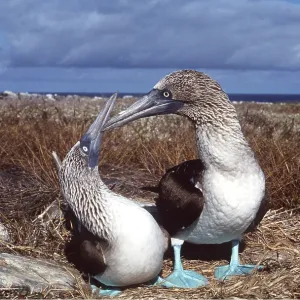 BLUE-FOOTED BOOBY - two, courtship BLUE-FOOTED BOOBY - two, courtship