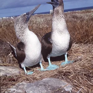 BLUE-FOOTED BOOBY - two, courtship BLUE-FOOTED BOOBY - two, courtship