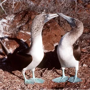 BLUE-FOOTED BOOBY - two, touching beaks, facing each other BLUE-FOOTED BOOBY - two, touching beaks, facing each other