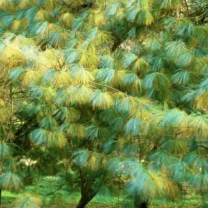Blue PINE / Himalayan White Pine tree - Sometimes Blue PINE / Himalayan White Pine tree - Sometimes