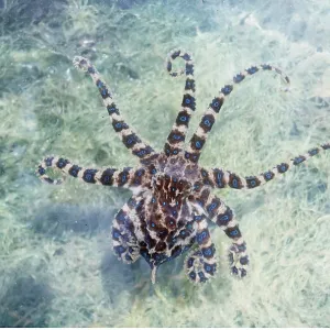 BLUE-RINGED OCTOPUS BLUE-RINGED OCTOPUS