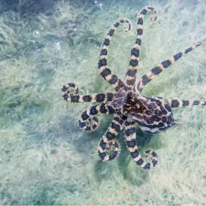 Blue-ringed OCTOPUS Blue-ringed OCTOPUS