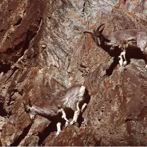 BLUE SHEEP / Bharal - on steep rocks BLUE SHEEP / Bharal - on steep rocks
