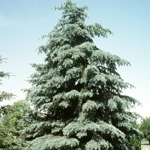 BLUE SPRUCE BLUE SPRUCE